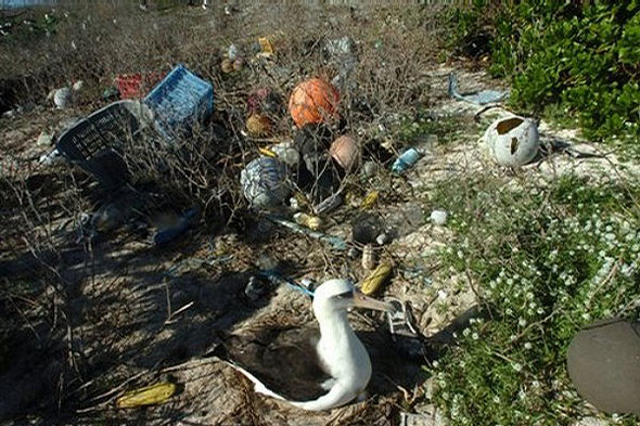 Albatrosses on Midway atoll